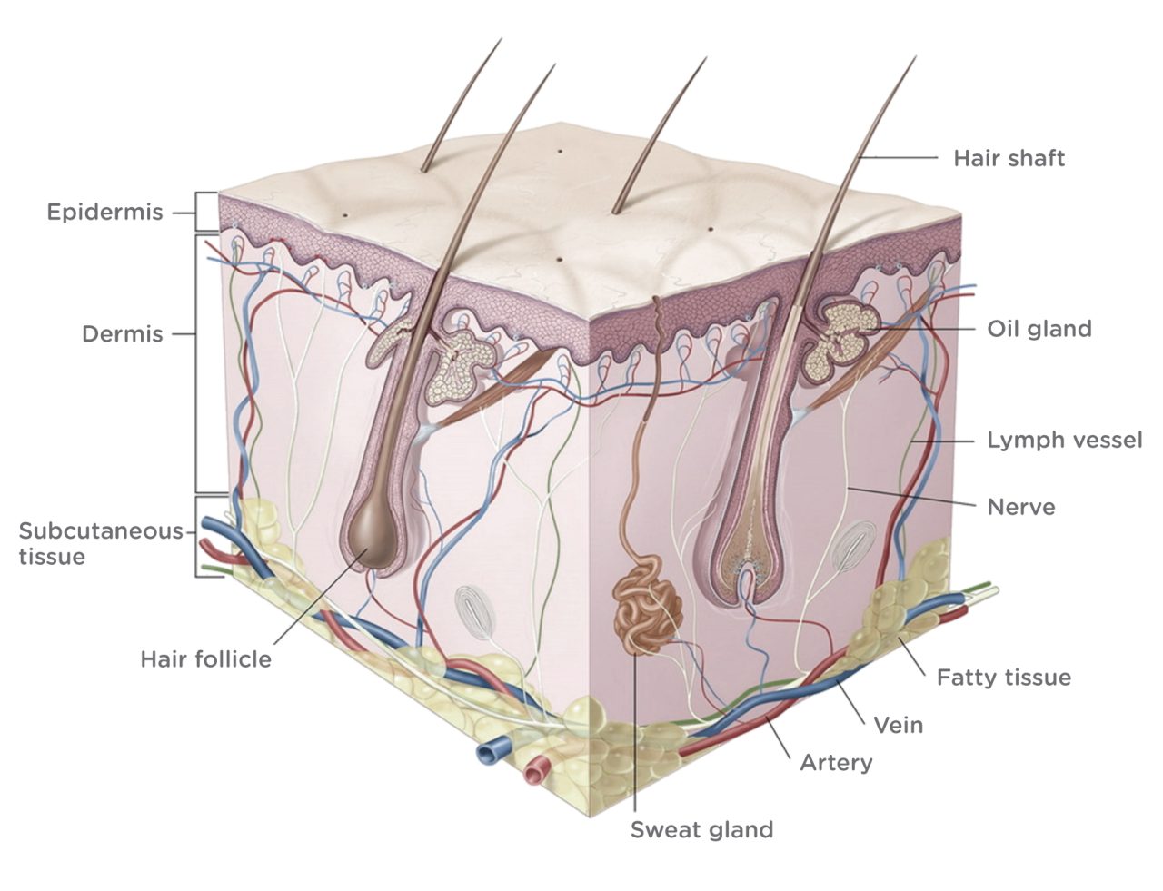 Dr Dermis | THE SKIN DERMIS LAYER